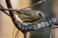 Buff-chested Babbler Cyanoderma ambiguum adjuncta