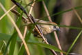 Buff-chested Babbler Cyanoderma ambiguum adjuncta