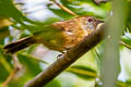 Buff-chested Babbler Cyanoderma ambiguum adjuncta