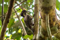 Buff-necked Woodpecker Meiglyptes tukki tukki