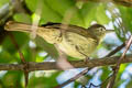 Buff-vented Bulbul Iole crypta crypta