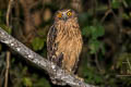 Buffy Fish Owl Ketupa ketupa ketupa