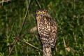 Buffy Fish Owl Ketupa ketupa ketupa