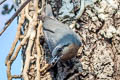 Burmese Nuthatch Sitta neglecta (Plains Nuthatch)