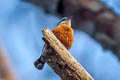 Burmese Nuthatch Sitta neglecta (Plains Nuthatch)