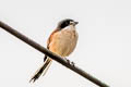 Burmese Shrike Lanius collurioides collurioides