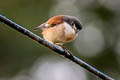 Burmese Shrike Lanius collurioides collurioides