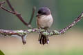 Burmese Shrike Lanius collurioides collurioides