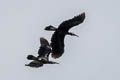 Bushy-crested Hornbill Anorrhinus galeritus