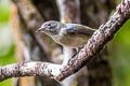 Cambdian Flowerpecker Dicaeum cambodianum (Buff-bellied Flowerrpecker)