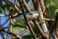 Cambdian Flowerpecker Dicaeum cambodianum (Buff-bellied Flowerrpecker)