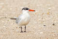 Caspian Tern Hydroprogne caspia