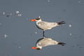 Caspian Tern Hydroprogne caspia