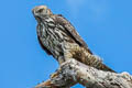 Changeable Hawk-Eagle Nisaetus cirrhatus limnaeetus