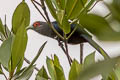 Chestnut-bellied Malkoha Phaenicophaeus sumatranus