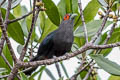 Chestnut-bellied Malkoha Phaenicophaeus sumatranus