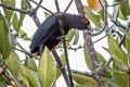 Chestnut-bellied Malkoha Phaenicophaeus sumatranus