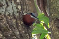 Chestnut-bellied Nuthatch Sitta cinnamoventris tonkinensis