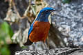 Chestnut-bellied Rock Thrush Monticola rufiventris