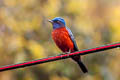 Chestnut-bellied Rock Thrush Monticola rufiventris