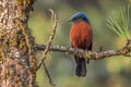 Chestnut-bellied Rock Thrush Monticola rufiventris