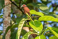 Chestnut-breasted Malkoha Phaenicophaeus curvirostris singularis