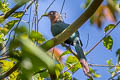 Chestnut-breasted Malkoha Phaenicophaeus curvirostris singularis