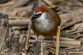 Chestnut-capped Babbler Pomatostomus ruficeps smithi