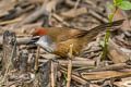 Chestnut-capped Babbler Pomatostomus ruficeps smithi