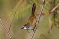 Chestnut-capped Babbler Pomatostomus ruficeps smithi