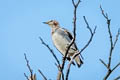 Chestnut-cheeked Starling Agropsar philippensis 