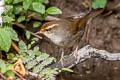 Chestnut-crowned Bush Warbler Cettia major major