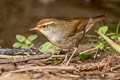 Chestnut-crowned Bush Warbler Cettia major major