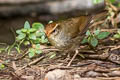 Chestnut-crowned Bush Warbler Cettia major major