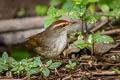 Chestnut-crowned Bush Warbler Cettia major major