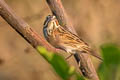 Chestnut-eared Bunting Emberiza fucata fucata