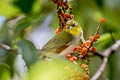 Chestnut-flanked White-eye Zosterops erythropleurus