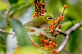 Chestnut-flanked White-eye Zosterops erythropleurus