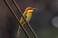 Chestnut-headed Bee-eater Meops leschenaulti leschenaulti