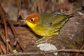 Chestnut-headed Tesia Cettia castaneocoronata castaneocoronata 