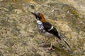 Chestnut-naped Forktail Enicurus ruficapillus