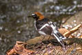 Chestnut-naped Forktail Enicurus ruficapillus