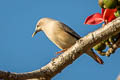 Chestnut-tailed Starling Sturnia malabarica malabarica