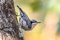 Chestnut-vented Nuthatch Sitta nagaensis montium