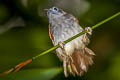 Chestnut-winged Babbler Cyanoderma erythropterum erythropterum