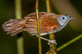 Chestnut-winged Babbler Cyanoderma erythropterum erythropterum