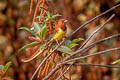 Chestnut Bunting Emberiza rutila