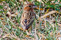 Chestnut Bunting Emberiza rutila