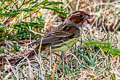 Chestnut Bunting Emberiza rutila