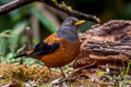 Chestnut Thrush Turdus rubrocanus gouldii